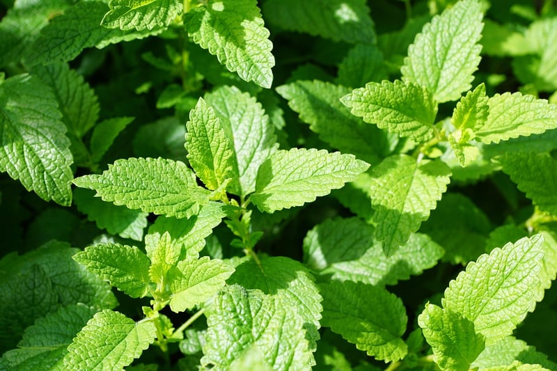 Relaxing Tea Recipes